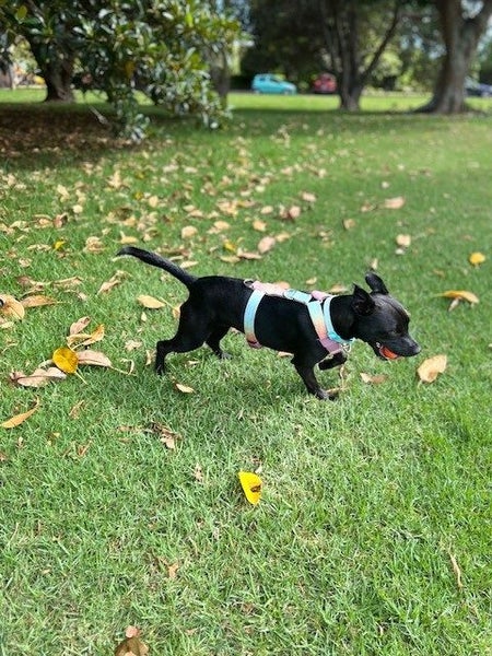 1 Year old Kelpie X Carousel 1
