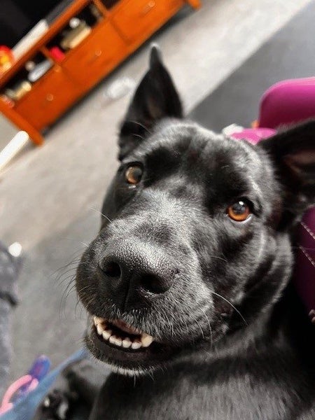 1 Year old Kelpie X Carousel 2