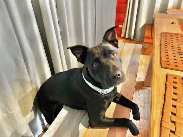 1 Year old Kelpie X Carousel 4