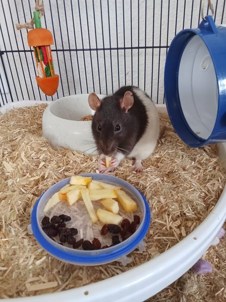 Rats, cage, accessories Carousel 1