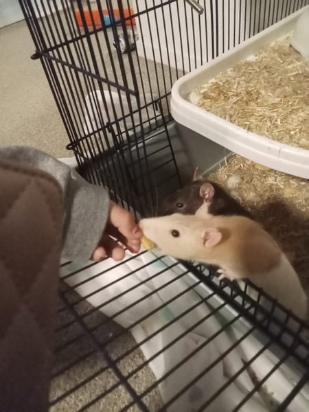 Rats, cage, accessories Carousel 5