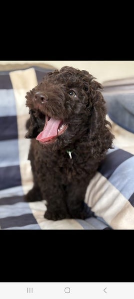 Chocolate Spoodle Puppy boy ready to go Carousel 1