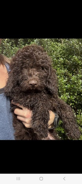 Chocolate Spoodle Puppy boy ready to go Carousel 2