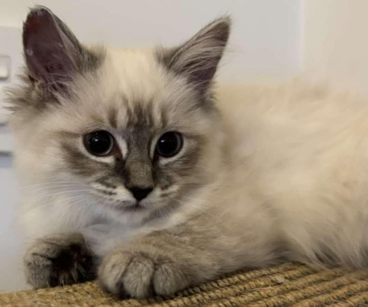 Willow - Wcc Ragdoll Rescue Kitten Carousel 1