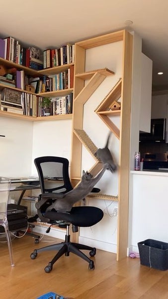 Cat's gym Carousel 1