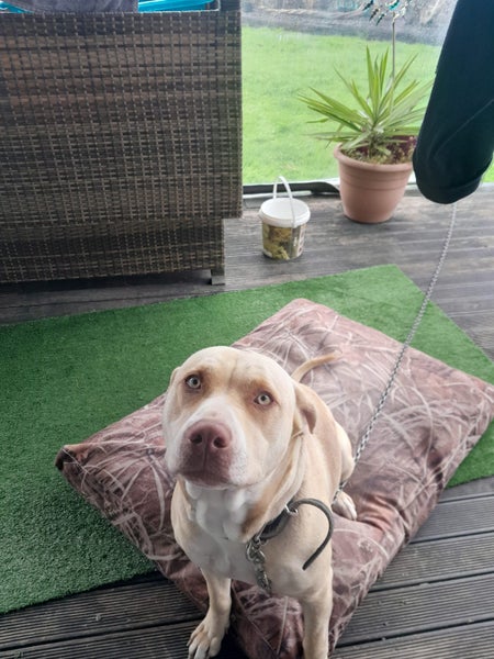 Beautiful natured dog - free to good home Carousel 1