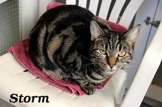 Cats Protection Canterbury - New Arrivals 20/5/25 Carousel 2