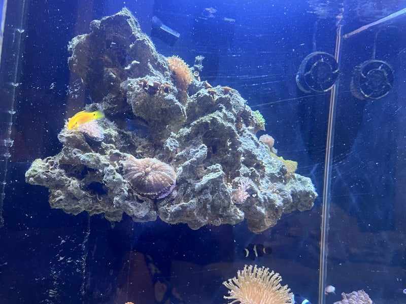 Marine Tank Carousel 1