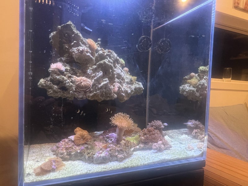 Marine Tank Carousel 2