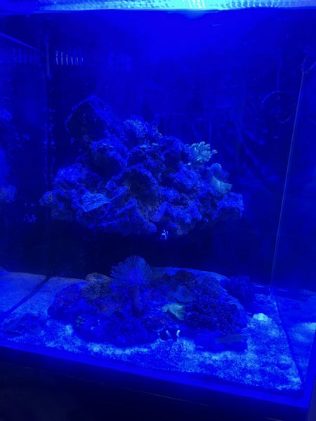 Marine Tank Carousel 15