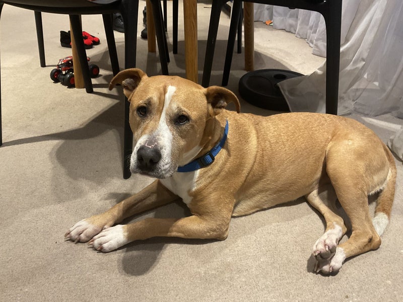 Rescue girl needs new home Carousel 1