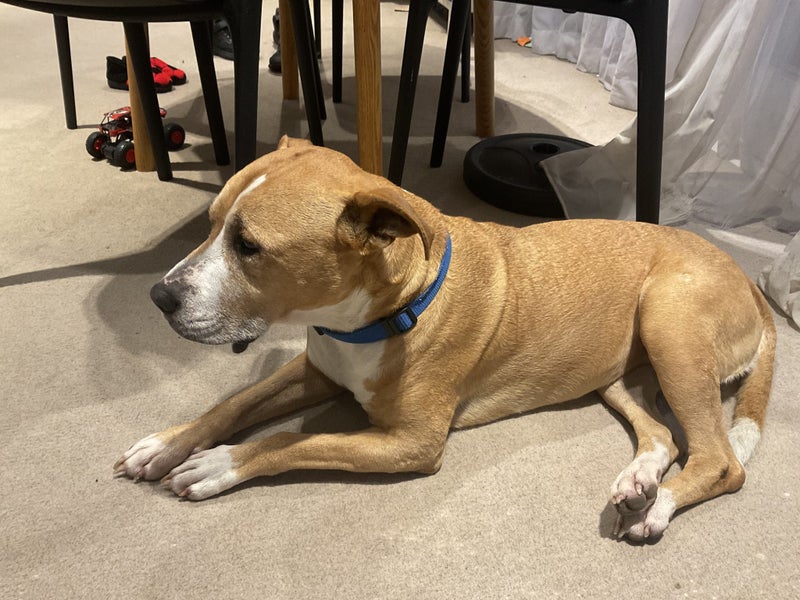 Rescue girl needs new home Carousel 2