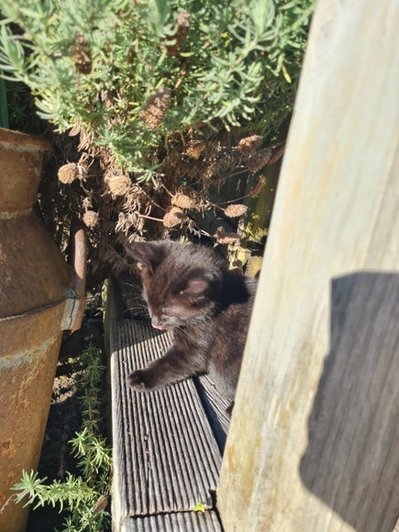 MANUKAU Kittens x3, Cat x1. So cute! Carousel 9