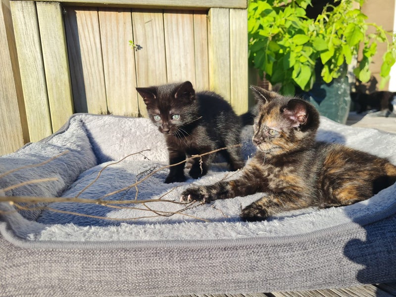 MANUKAU Kittens x3, Cat x1. So cute! Carousel 1