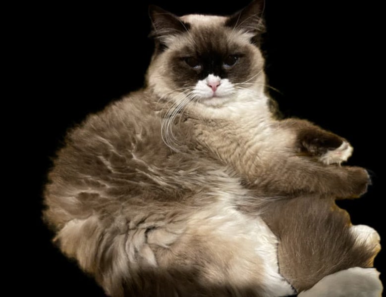Ragdoll Stud for rehoming Carousel 5