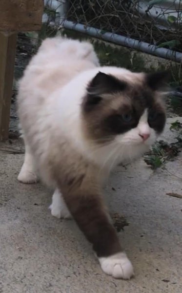 Ragdoll Stud for rehoming Carousel 2