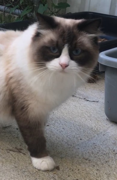 Ragdoll Stud for rehoming Carousel 1