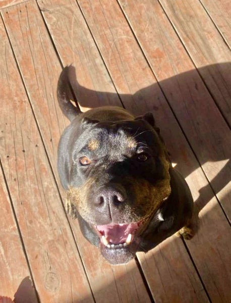 Meg - Good with Other Dogs, Cats and Children Carousel 1