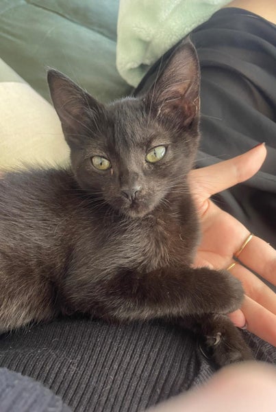 2 Rescue Kittens Salem & Bernie Carousel 1