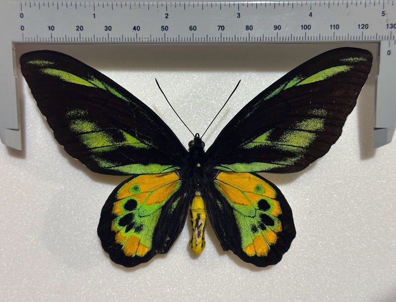 Real Butterfly: Ornithoptera Rothschildi, Male RARITY NOW Carousel 2