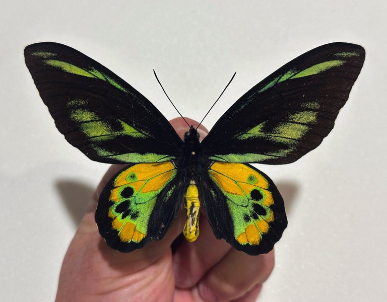Real Butterfly: Ornithoptera Rothschildi, Male RARITY NOW Carousel 1