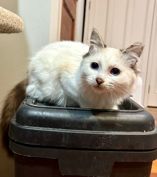 Rescue Kitten Captain Price Carousel 1