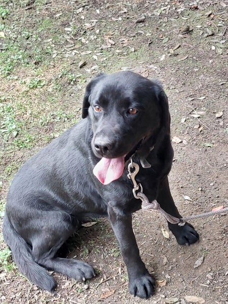 Charlotte the Black Lab Carousel 1