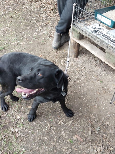 Charlotte the Black Lab Carousel 2