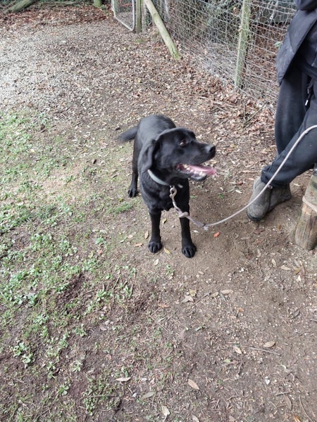 Charlotte the Black Lab Carousel 5