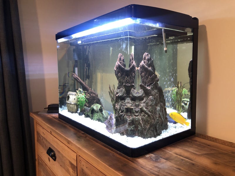 Fish Tank & Tropical Fish (Electric Yellow Cichlids & Clown Loaches) Carousel 1