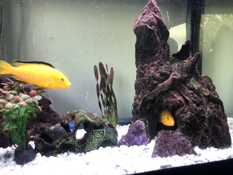 Fish Tank & Tropical Fish (Electric Yellow Cichlids & Clown Loaches) Carousel 2