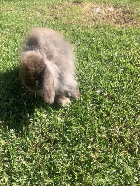 Stunning chocolate mini lop Carousel 5