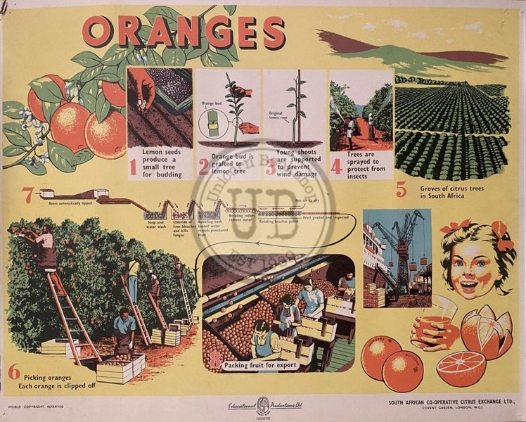 VINTAGE POSTER: Oranges - How they are Grown and Sold 1950s Carousel 1