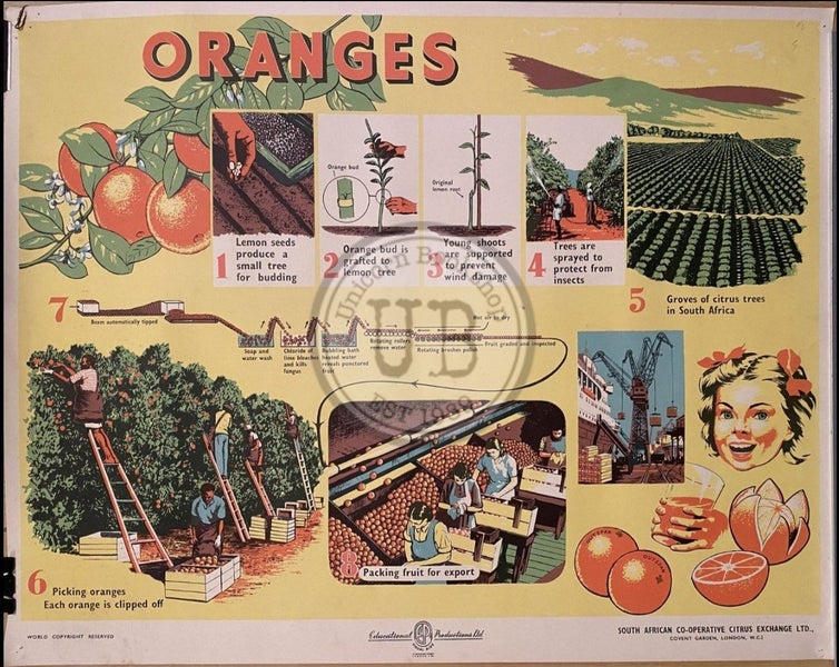 VINTAGE POSTER: Oranges - How they are Grown and Sold 1950s Carousel 2