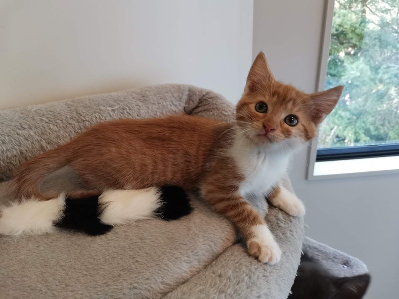 Rescue mama cat Mia and her beautiful kittens Carousel 2