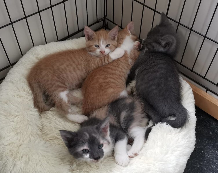 Rescue mama cat Mia and her beautiful kittens Carousel 1