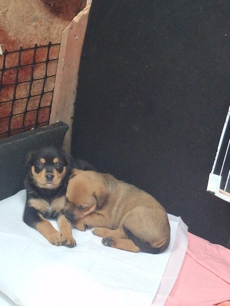 Rottweiler x puppies Carousel 2