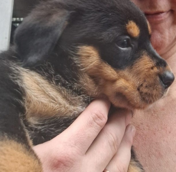Rottweiler x puppies Carousel 1