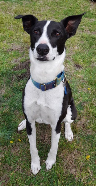 Quiet and calm Max needs a new home Carousel 2
