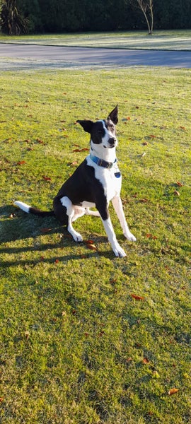 Quiet and calm Max needs a new home Carousel 1