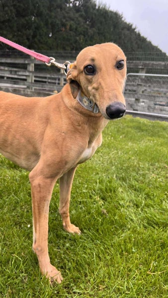 Pilot- Young Cat Trainable Greyhound Girl Carousel 2
