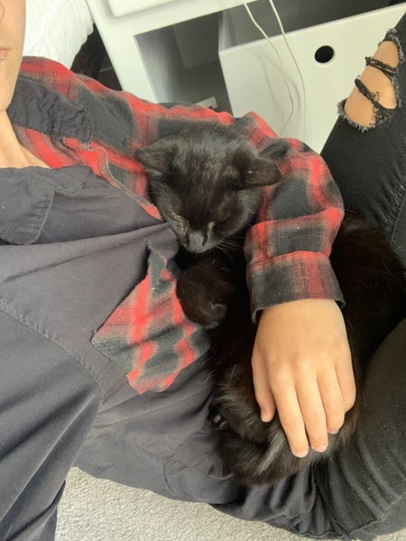 Rescue kitten ready for her new home today Carousel 6