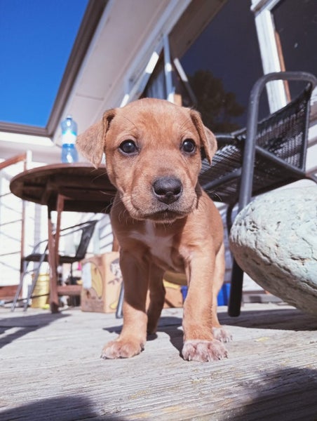 Cattle dog huntaway puppies Carousel 2