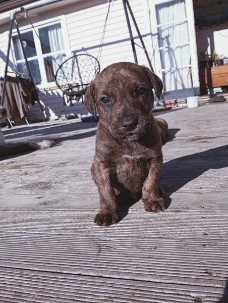 Cattle dog huntaway puppies Carousel 1