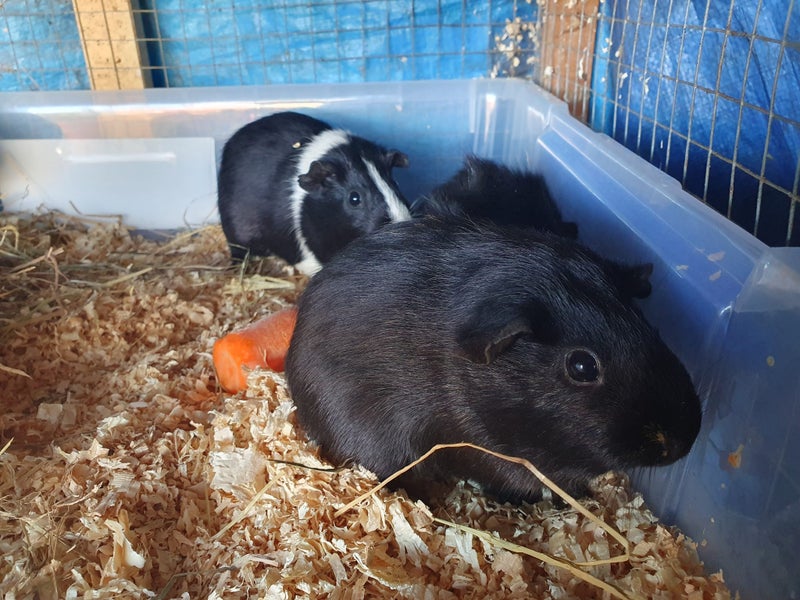 Guinea Pig Babies Carousel 1