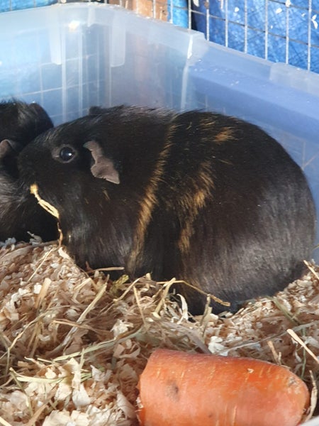 Guinea Pig Babies Carousel 2