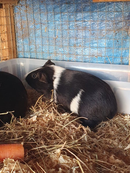 Guinea Pig Babies Carousel 5