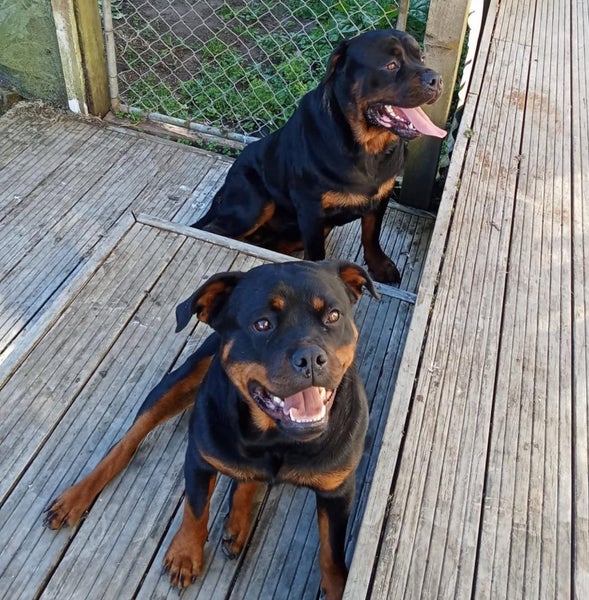 Rottweiler puppies Carousel 1