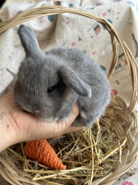 **Trained Mini Lop Bunny Rabbits & Care Package** Carousel 1