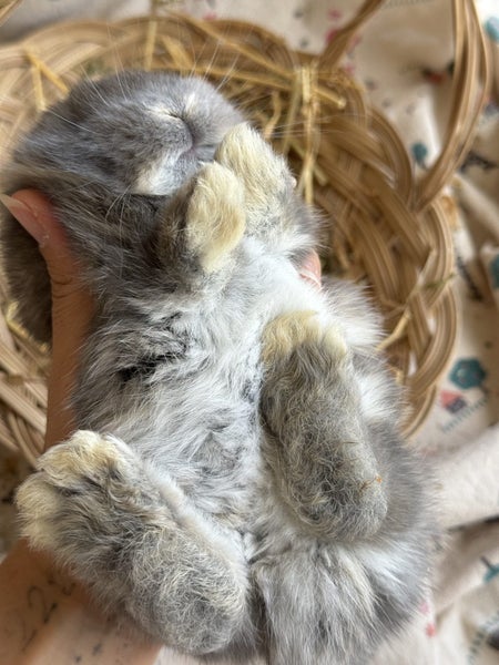 **Trained Mini Lop Bunny Rabbits & Care Package** Carousel 2